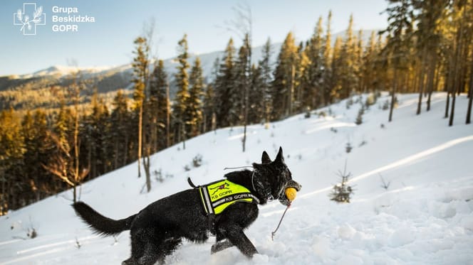 Pies Denver na szkoleniu