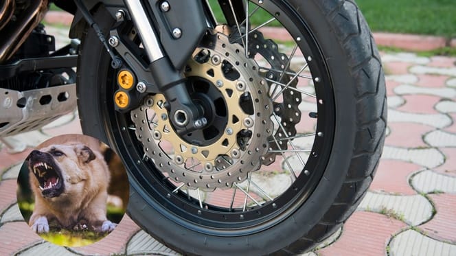 Pies i motocykl