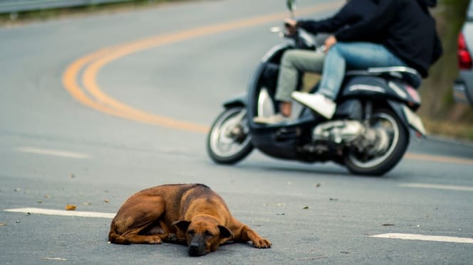 Pies na drodze, w tle motocykl