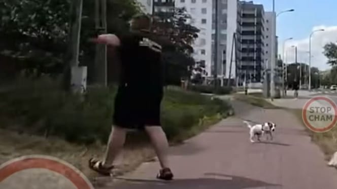 Pies na ścieżce rowerowej