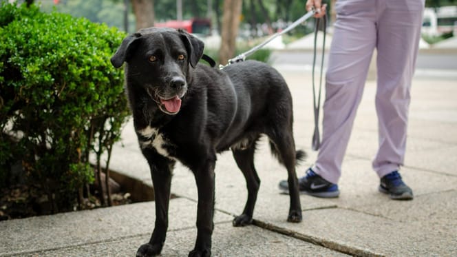 pies na smyczy co mówi prawo