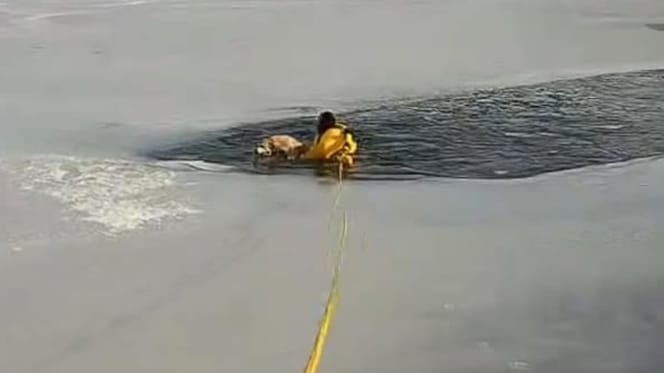 Hund auf einem zugefrorenen See