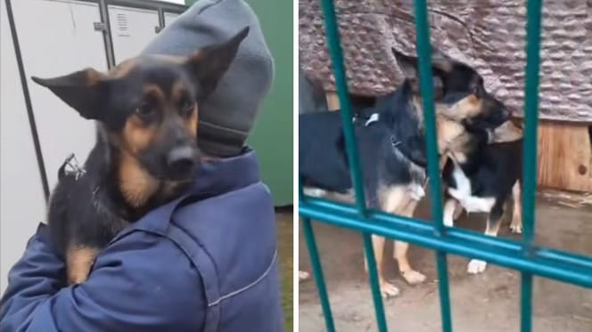 Hund im Tierheim abgegeben