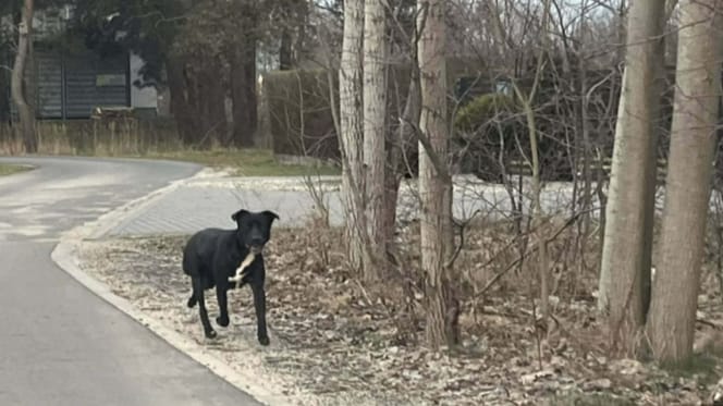 Pies porzucony na drodze