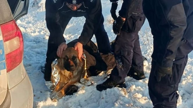 pies przymarzł do drogi