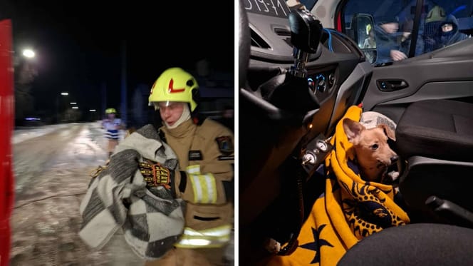 pies przymarznięty do ogrodzenia i jego wybawca