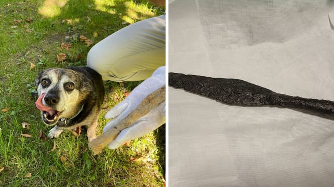 Pies Ryszard i jego znalezisko