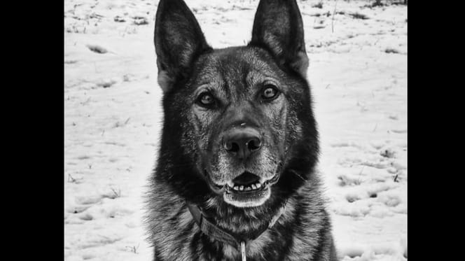 pies tropiący kazar