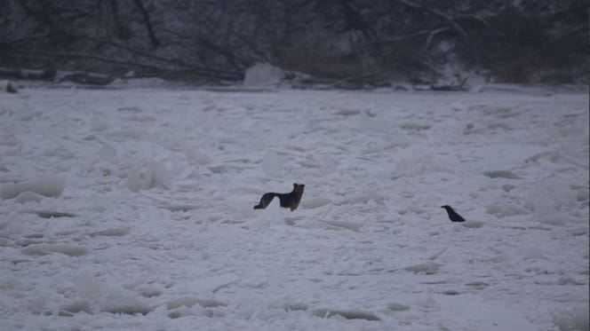 pies uwięziony na lodzie