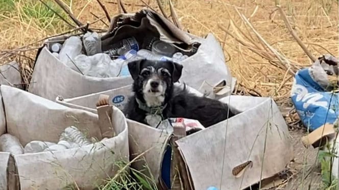 Hund im Karton