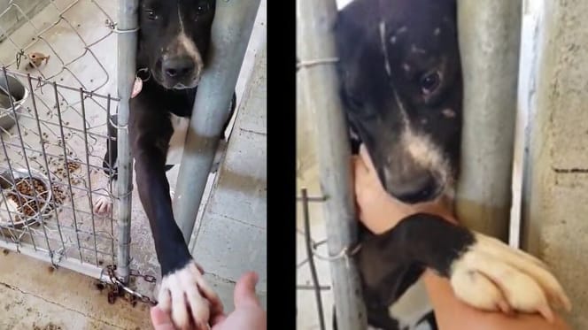 Hund in einem Zwinger.