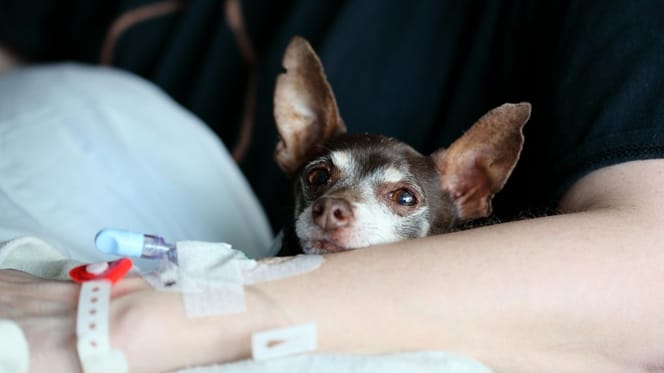 Pies w szpitalu z opiekunem