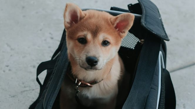 Pies w torbie podróżnej