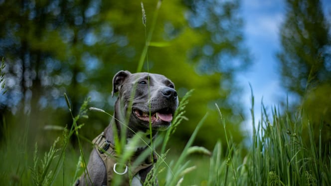 Pies w typie amstaffa