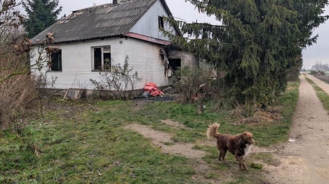 pies wraca na zgliszcza spalonego domu