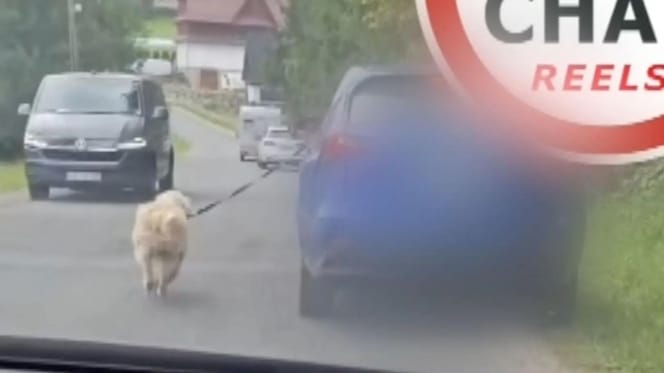 pies wyprowadzany na smyczy przez samochód