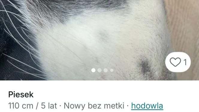 pies wystaiwony na vinted