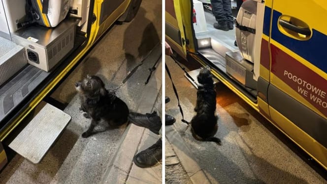 pies znalazł zaginionego mężczyznę