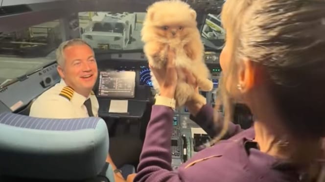 Pilote et chiot