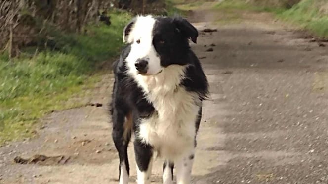 Pilou un border collie