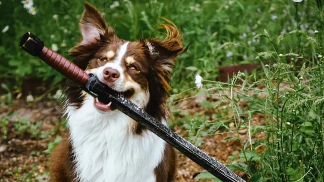 Pinto Bean mit seinem Schwert