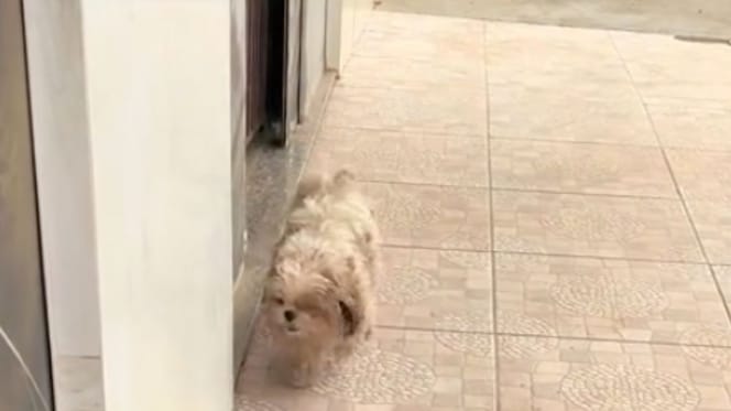 Pipoca le chien