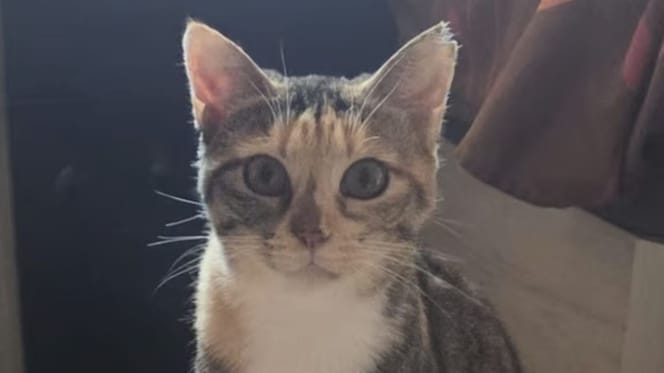 pispas-gata-adopcion