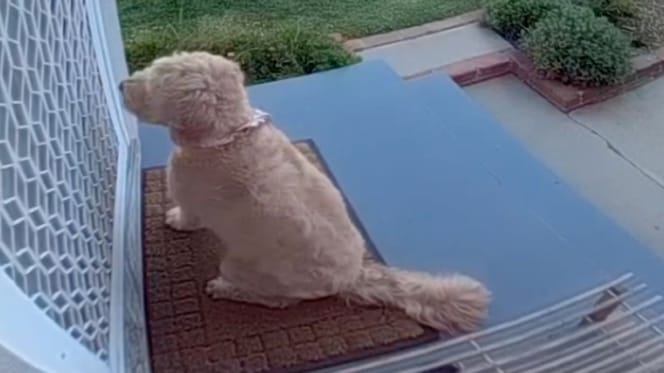 Pita la chienne