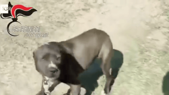 pitbull dietro le sbarre