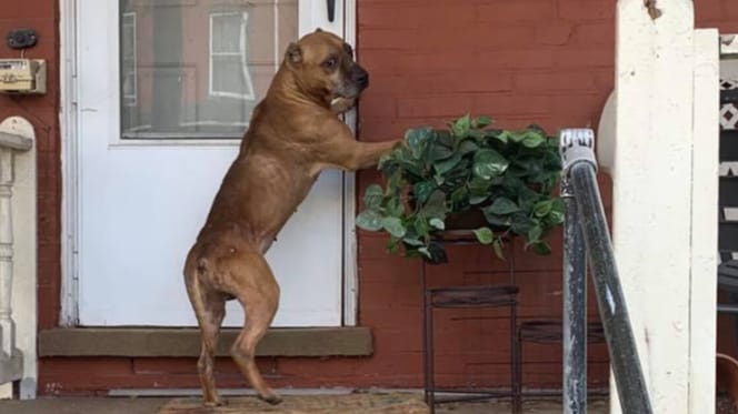 Pitbull achtergelaten buiten huis