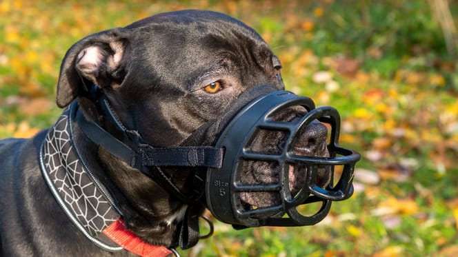 Pitbull. mit Maulkorb