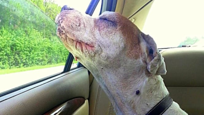 Pitbull guarda fuori dal finestrino dell'auto