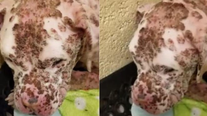 Pitbull picado por abejas