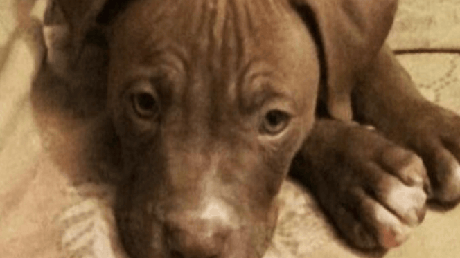 piutbull triste