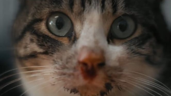 pixelon-gato-inadoptable-purina