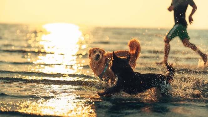 playas-para-perros-españa-2025