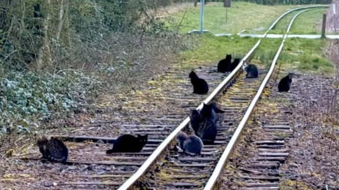 Kilka kotów siedzi na torach kolejowych