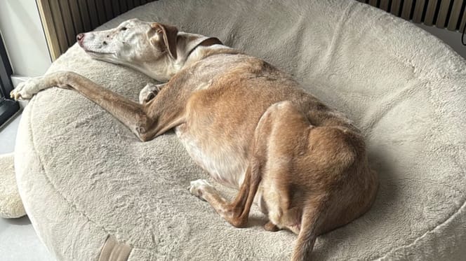 Podenco Josh doof blind en dement spoorloos in Domburg