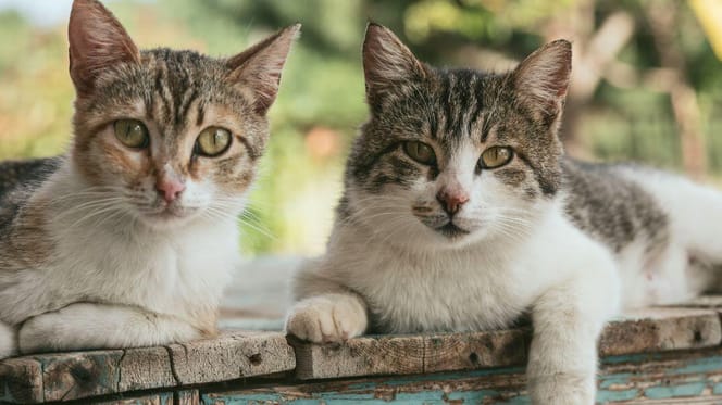 Poems about cats: Tabby cats