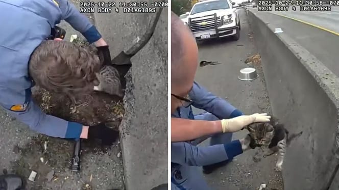 Policjanci ratują kociaka