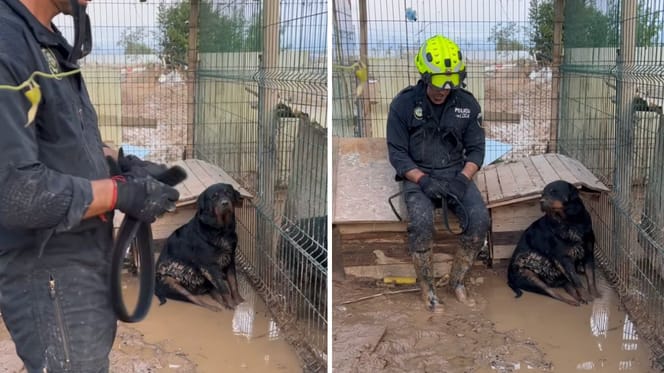 Polizist rettet Hunde aus illegaler Zucht