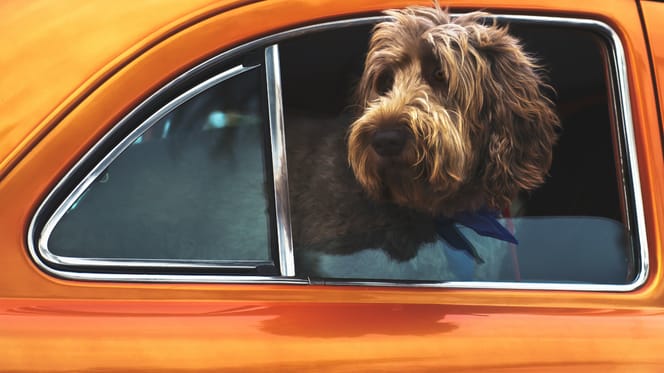 Politie in Horst haalt hond uit hete auto