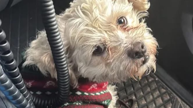 Politie neemt 7 verwaarloosde honden in beslag van straatkrantverkopers