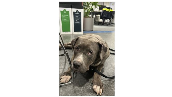 Politie vindt hond bij tankstation en is op zoek naar eigenaar