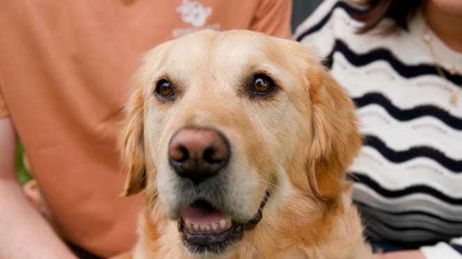 Polly, la perra que salvó a su humano