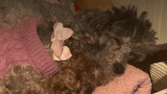 Poodles rescued in Epsom Downs