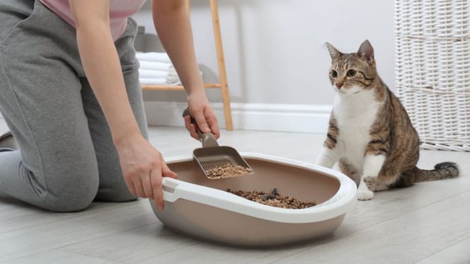Poop Dash Pro trasforma i bisogni di cani e gatti in fertilizzante
