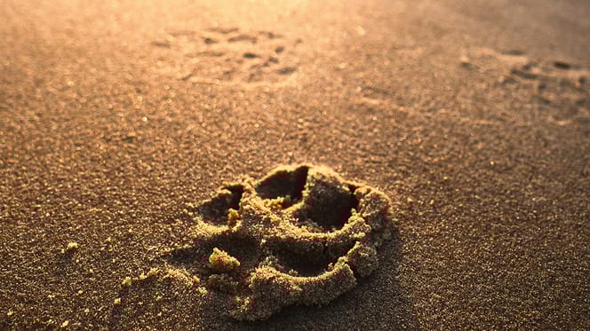 pootafdruk van je hond