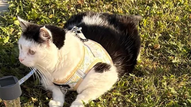 Katze Poppy
