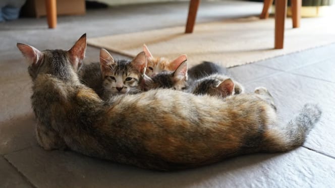 Litter of kittens
